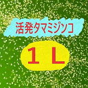 【商品説明】 タマミジンコ 生体 1L【タマミジンコ生体約1000匹前後】 めだか専門の当社が自信を持ってお届けします！ 高品質な水草・生体・生き餌等お得な価格で出品中です！ 【注意事項】 ・商品到着後、数や商品に間違いがないか必ずご確認の上開封してください。 （開封後は生体は死着保証の対象外となります） ・不具合がありましたら開封せず、お写真と共にお問い合わせください。 ・到着後の管理につきましては自己責任となりますのでご了承ください。 ・メダカを飼うためには必要な用品があります。 ご購入前に事前に揃えておくのをオススメします。 ・稀ではありますが他生物が混入してしまう場合がございます。 ・モニター環境によって実際のものと色味に違いが出る可能性がございます。 【死着保証について】 ・死着した場合返金対応させていただきます。 ・到着後1日以内に開封せずお写真と共にお問い合わせください。 ・お客様都合で受け取りが遅れた場合の保証はしておりません。