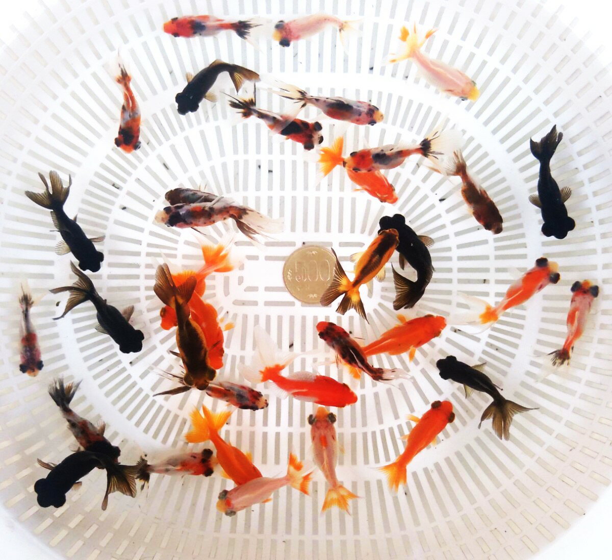 【送料無料】おたま金魚ミックス10匹 生体 セット 金魚 まとめ売り 初心者 おすすめ キラキラ ラメ 高品質 ペット アクア