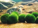 【送料無料】国産マリモ 1cm~1.5cm メダカ 初心者 おすすめ 高品質 アクアリウム アクア ウィローモス(4)