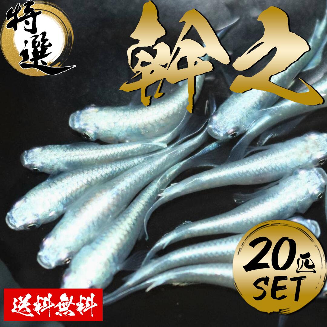 【送料無料】幹之めだか強光20匹 生体 セット まとめ売り めだか メダカ 初心者 おすすめ キラキラ ラメ 高品質