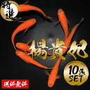 【送料無料】紅帝楊貴妃めだか10匹 生体 セット まとめ売り めだか メダカ 初心者 おすすめ キラキラ ラメ 高品質