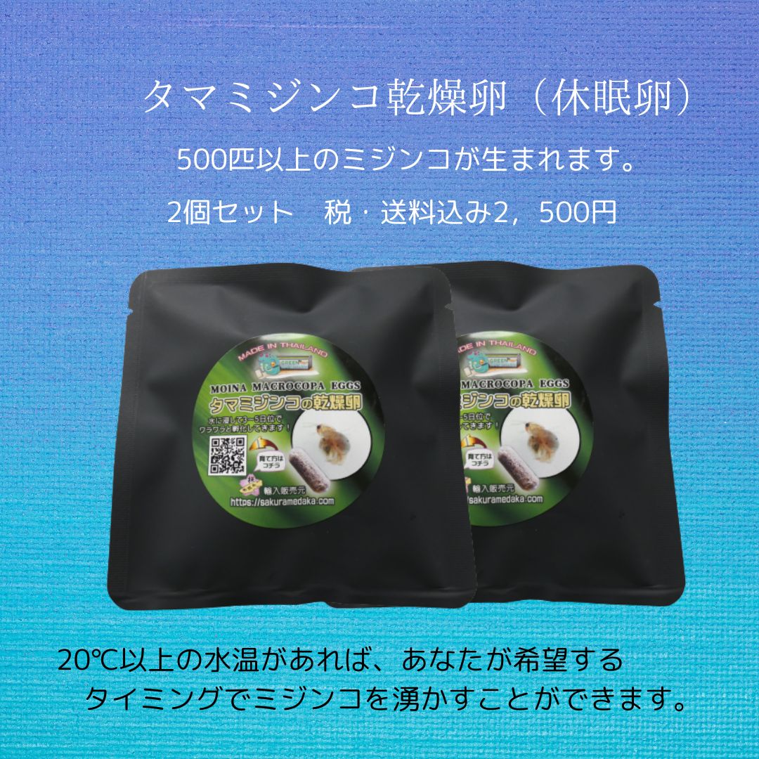 タマミジンコの乾燥卵 耐久卵 休眠卵 2個セット 数百匹のミジンコが生まれます いつでも どこでも お好みの場所で ミジンコ培養が始められます メダカの餌として最適