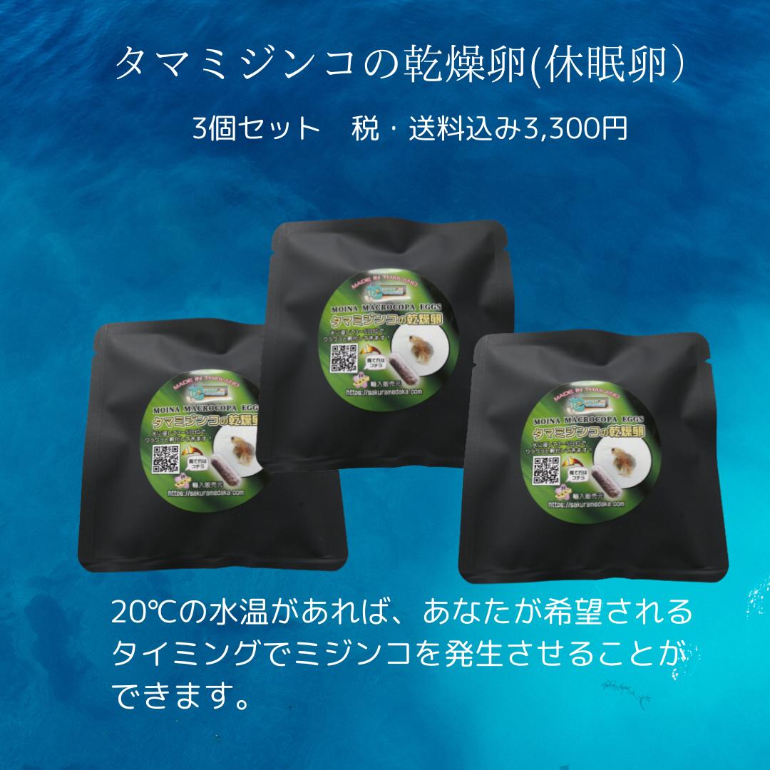 タマミジンコの乾燥卵 耐久卵 休眠卵 徳用3個セット 数百匹のミジンコが生まれます いつでも どこでも お好みの場所で ミジンコ培養が始められます メダカの餌として最適