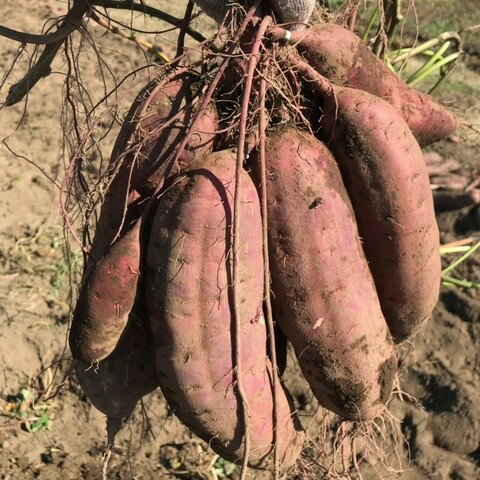 【メール便】さつまいも苗　15本【べにはるか】茨城県産