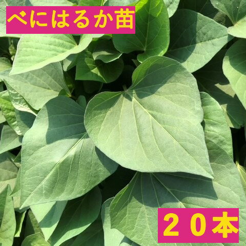 【宅急便】さつまいも苗　20本【べにはるか】茨城県産