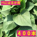 さつまいも【苗】400本【べにはるか】茨城県産