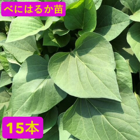 【メール便】さつまいも苗　15本【べにはるか】茨城県産