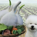【おまけ付】巨大ニンニク ノーズワーク おもちゃ にんにく 知育 嗅覚 おやつ