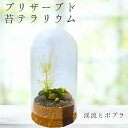 【メンテナンス不要なコケリウム】 渓流とポプラ コケリウム 筒形ドーム 日本製 プリザーブド苔 苔 テラリウム 完成品 卓上 観賞用 インテリア 雑貨 苔リウム...