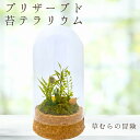 【メンテナンス不要なコケリウム】 草むらの冒険 コケリウム 筒形ドーム 日本製 プリザーブド苔 苔 テラリウム 完成品 卓上 観賞用 インテリア 雑貨 苔リウム...