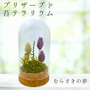【メンテナンス不要なコケリウム】 むらさきの夢 コケリウム 筒形ドーム 日本製 プリザーブド苔 苔 テラリウム 完成品 卓上 観賞用 インテリア 雑貨 苔リウム...