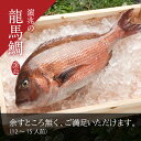 龍馬鯛 1尾まるごとお届け!
