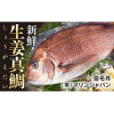 【すくも特産品マルシェ7周年記念価格】高知産の生姜を食べて育った、新鮮絶品の「生姜真鯛」二尾（鮮魚）