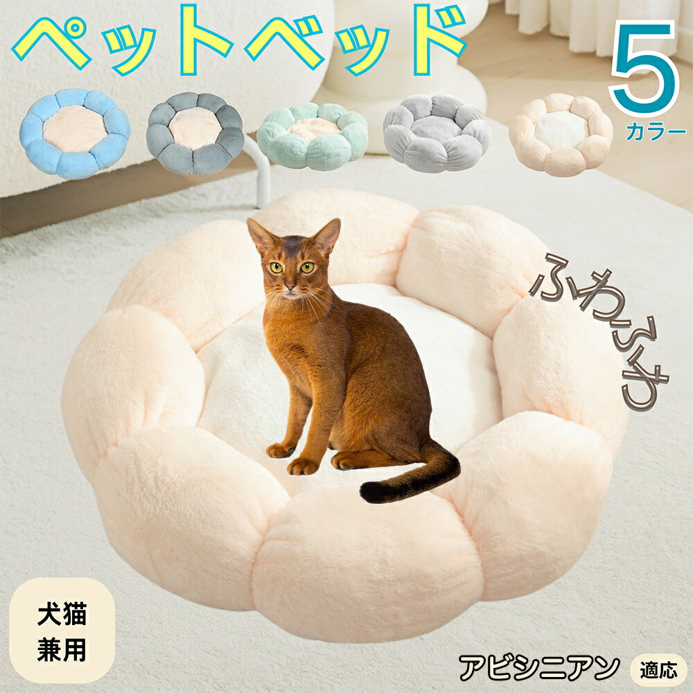 5ܥݥȡۥӥ˥ Abyssinian ڥåȥ٥å ַ  ǭ   OK դդ ⤳⤳ Ȥ ߤ   ...