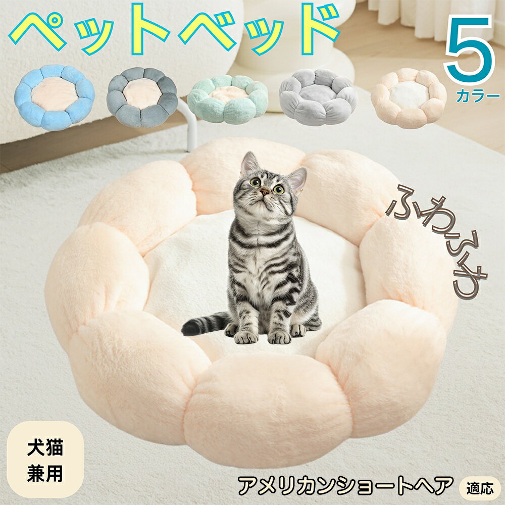 5ܥݥȡۥꥫ󥷥硼ȥإ American Shorthair ڥåȥ٥å ַ  ǭ   OK դդ ⤳⤳ Ȥ ...