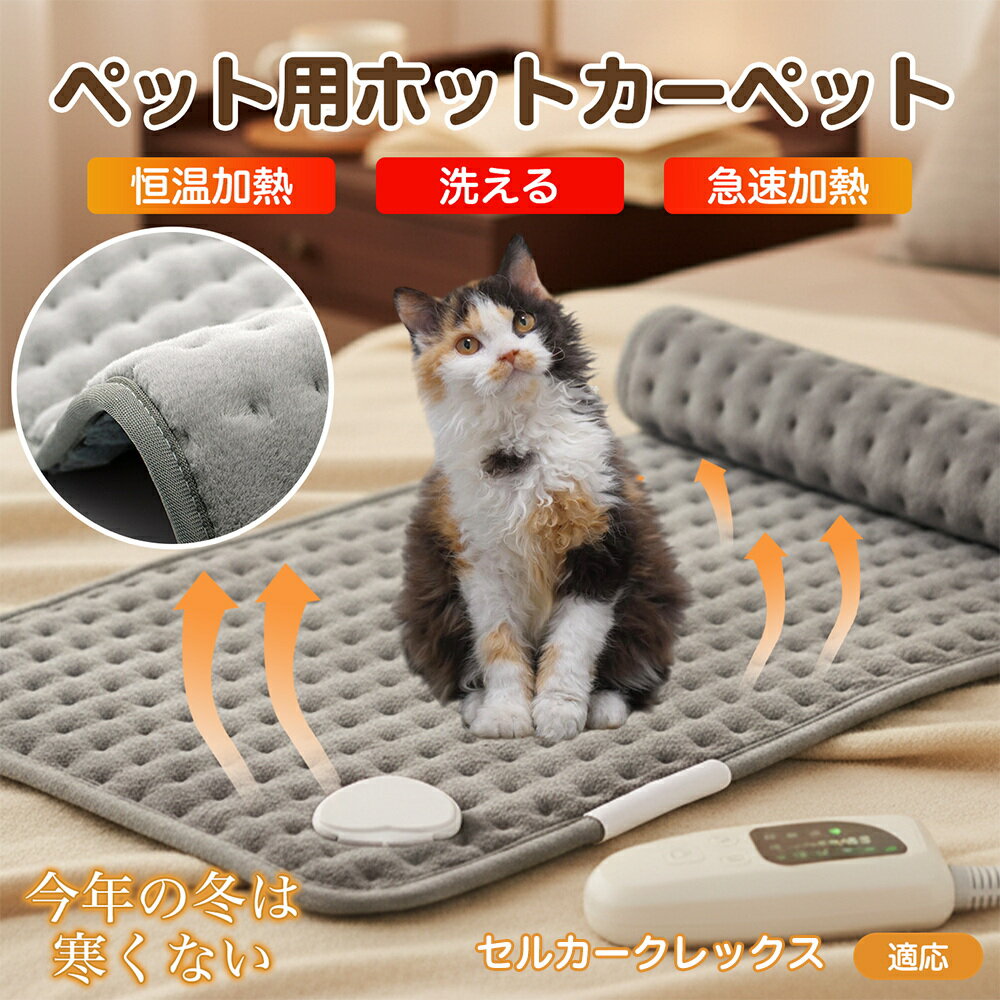 5ܥݥȡۥ륫å Selkirk Rex ڥåѥۥåȥڥå ۥåȥޥå  ǭ ® Ĵ ɿ   ߤ ...