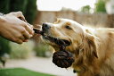 【P.L.A.Y.】 スカウト&アバウトコレクション ロープトイS バーベル 犬用 おもちゃ ペット用品 犬グッズ スマイヌ