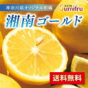 ＜冷凍フルーツ＞ハーダース IQFフルーツグレープ500g【お好きな組み合わせ】4袋以上でご注文ください！本州は送料無料でこの価格！ぶどう ブトウ 葡萄 冷凍 冷凍食品 フルーツ 果物 果実 デザート アイス フローズン 業務用 ジャム 弁当 スムージー パフ ェ