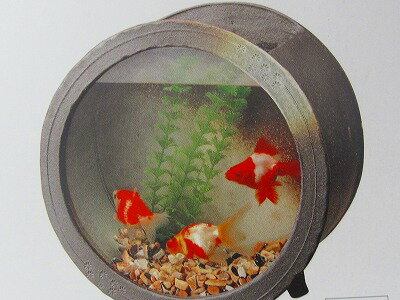 陶水漕丸（黒柚）大　信楽金魚鉢　テラリウム🌱アクアリウム🐠