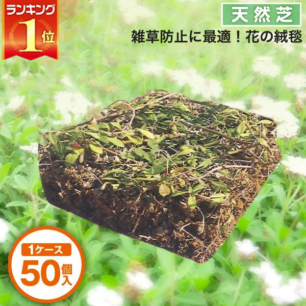 芝生　天然芝 花マット リピア ヒメ