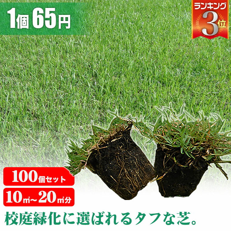 芝生 天然芝 ティフトン ポット苗 セルトレー 5cm角 100個 送料無料 芝生 通販 