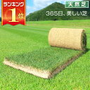 芝生 天然芝 三種混合ロール巻芝 送料無料 (芝生 通販)