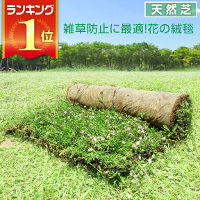 芝生　天然芝 花マット リピア ヒメイワダレソウ ロール 送料無料 （芝生 通販）