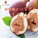 美味しくて新鮮!林柿園のいちじく【うましずく】