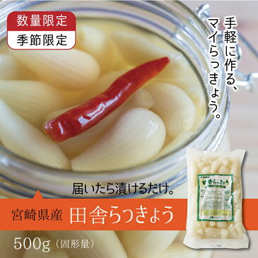 宮崎県産『熟成田舎らっきょう』500g【手作りらっきょう漬けに♪】【ゆうパケット対応・代引き不可】（※代引きはゆうパケット対象外）＜お届け目安：1〜2週間程度＞