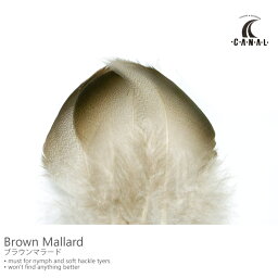 Brown Mallard ブラウン(ブロンズ)マラード