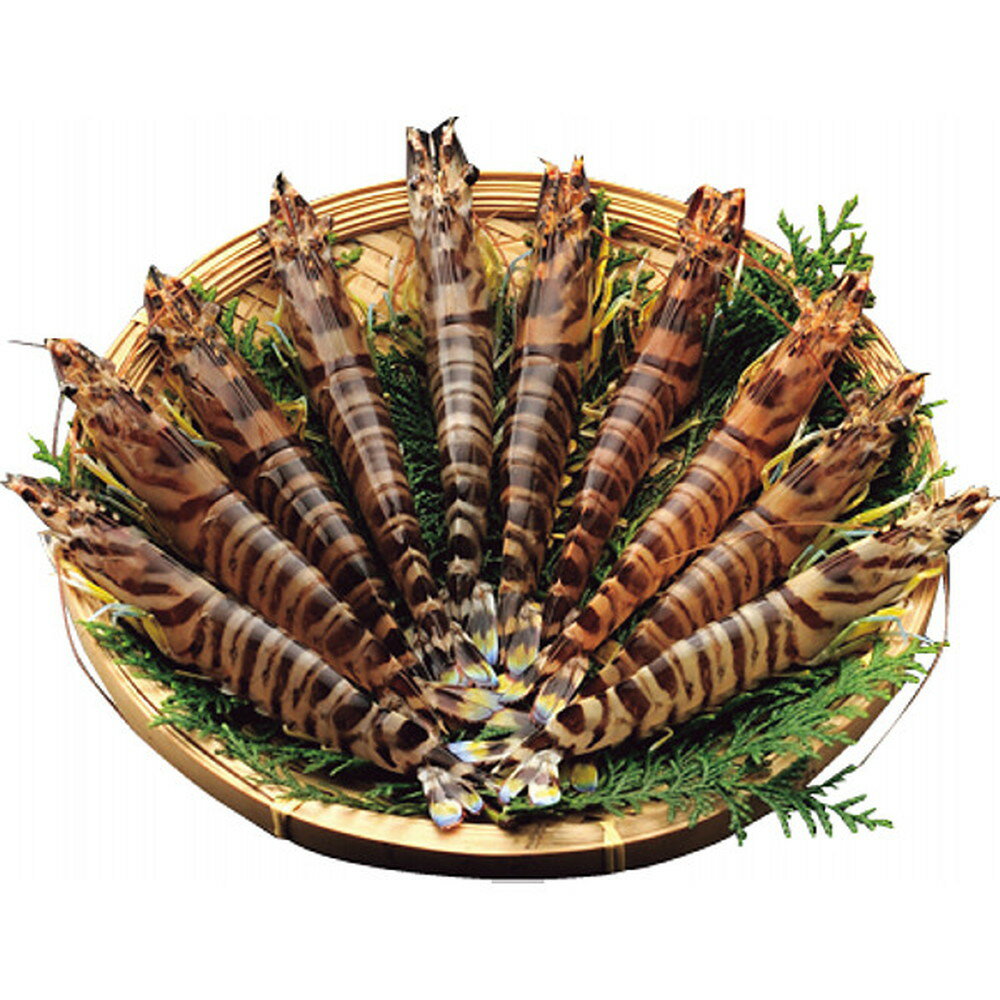 【ポイント10倍】◆【お歳暮限定】大型活き車海老（230g）◇メーカー直送 ▼返品・キャンセル不可【他商品との同時購入不可】