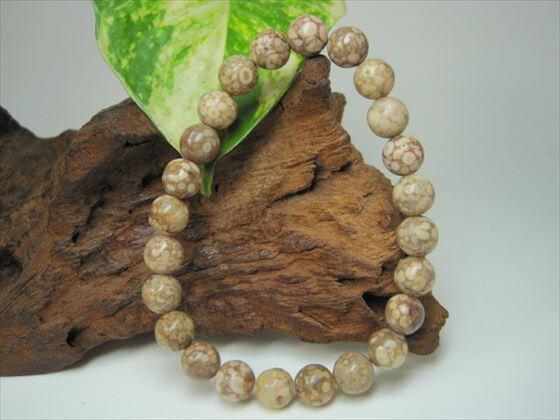 【均一ブレスレット】ペトリファイドシェルΦ8±0.2mm