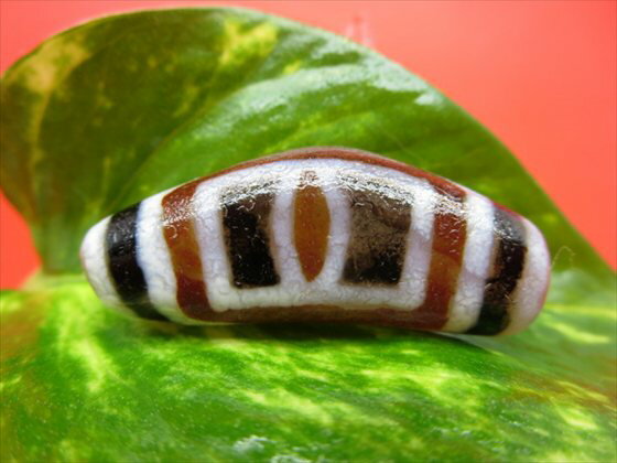 【チベット風化三色天珠】異形虎牙二眼天珠約39×15×10mm【牛角】【馬蹄痕】【一点物】