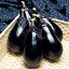 ナス・SL紫水　種子：1袋（35粒）