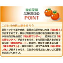 大玉トマト・桃太郎セレクト　 種子：1袋（1000粒） 2