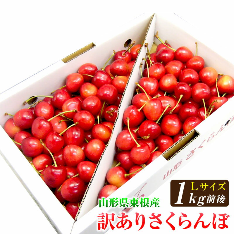 訳ありさくらんぼ1kg Lサイズ バラ詰山形県東根産露地栽培【6月中旬〜7月中旬頃発送】 訳あり ご家庭用 山形県 東根市 フルーツ 果物 サクランボ 美味しいさくらんぼ 山形のフルーツ 訳有りさくらんぼ 山形サクランボ 訳ありフルーツ 旬のフルーツギフト 送料無料