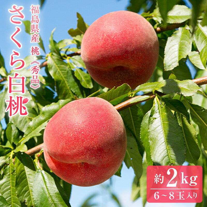 福島県産 さくら白桃 秀品 約2kg(約6〜8玉)【送料無料】福島産 桃 もも モモ 福島の桃 敬老の日 贈答品 美味しい桃 白桃 国産 甘い桃 贈答用 フルーツギフト 旬の果物 セット 硬い桃 硬め かため かたい Hakutou 贈り物 食べ物 喜ばれる プレゼント おいしい果物のサムネイル