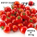 7月上旬収穫予定★予約販売開始!【大人気!】プチぷよ 約500g or 約1kg トマト ミニトマト ぷちぷよ プチプヨ 送料無料 宮城県産 みにとまと プチトマト 薄皮 人気 売れ筋 送料無料 お取り寄 ギフト お中元 自宅用