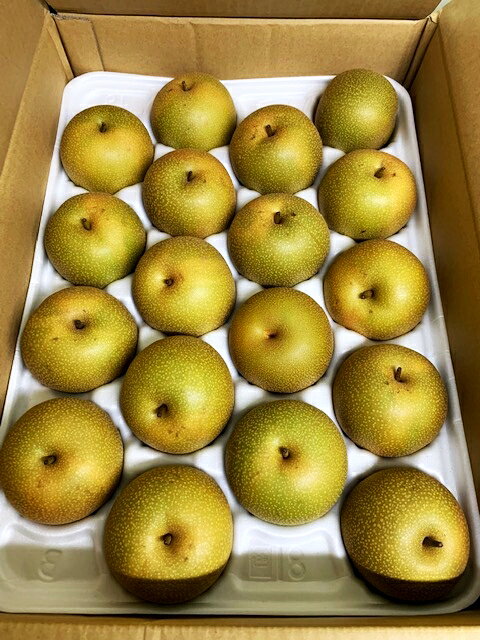 鳥取県産 秋栄梨 約5kg 16から18玉入り梨 なし 送料無料（北海道・沖縄・離島の方は別途送料1500円がかかります）のサムネイル