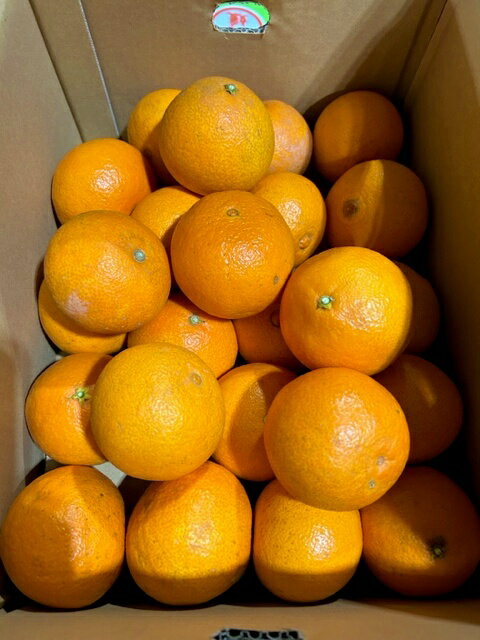 【訳ありご自宅用】あいか 約5kg L〜Mサイズ 愛媛県産 愛果 みかん ミカン 果物 柑橘 サニーフルーツ岡山 送料無料 (北海道・沖縄・離島の方は別途送料1...