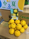 高知県産 小夏 こなつ 約2.5kg ギフト フルーツ みかん 日向夏 ニューサマーオレンジ サニーフルーツ岡山 送料無料 (北海道・沖縄・離島の方は別途送料1...