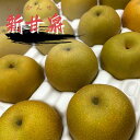【訳ありご自宅用】新甘泉梨 約5kg〇10~20玉入 鳥取県産 梨 しんかんせん なし 果物 お取り寄せ サニーフルーツ岡山 送料無料 (北海道・沖縄・離島の方は別途送料1500円がかかります)