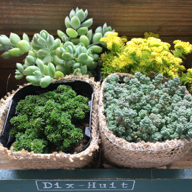 セダム 4点セット （ 多肉植物 セダム ガーデニング インテリア 観葉植物 ）のサムネイル