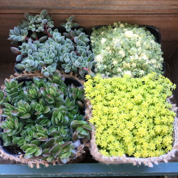 楽天市場 セダム 4点セット 多肉植物 セダム ガーデニング インテリア 観葉植物 パリジェンヌ 楽天市場 セダム 4点セット 多肉植物 セダム ガーデニング インテリア 観葉植物 パリジェンヌ