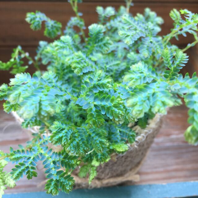 【レインボーファン】★ コンテリクラマゴケ 紺照鞍馬苔 深海エメラルド コバルト 虹色の葉 イワヒバ科 シダ植物 希少 鑑賞用 ガーデニング 観葉植物