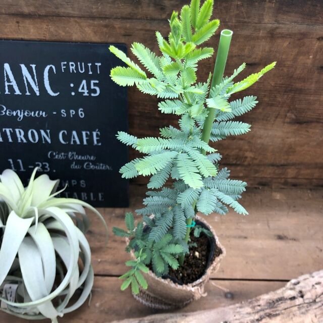 ミモザ アカシア 地植えオッケー ガーデニング 銀葉 黄色のふわふわの花のレビュー クチコミとして参考になる投稿1枚 Roomclip ルームクリップ ミモザ アカシア 地植えオッケー ガーデニング 銀葉 黄色のふわふわの花のレビュー クチコミとして参考になる投稿1枚 Roomclip ルームクリップ