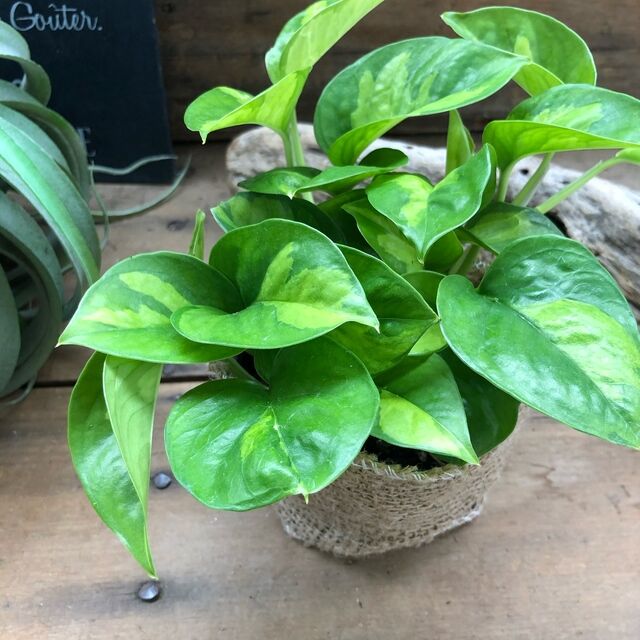 観葉植物の斑がなくなる理由とは 復活させる方法はある 2ページ目 Botanica