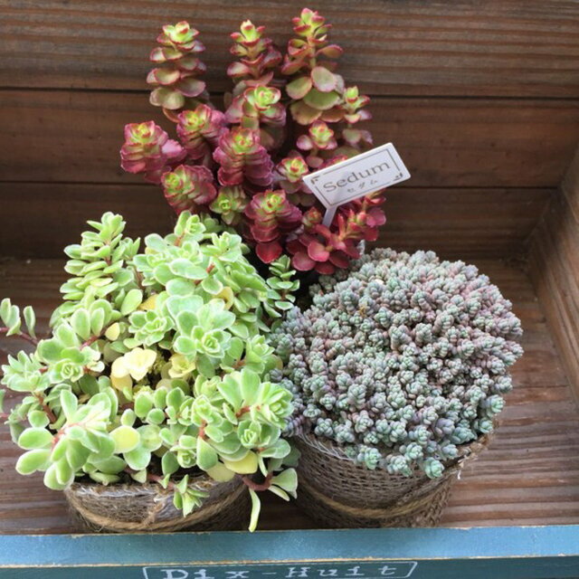 楽天市場 セダム お得な3個セット 多肉植物 グランドカバー 寄せ植えに サニーポップ