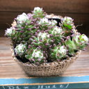 希少ポーチュラカ【ウェルデルマニー】ガーデニング☆観葉植物