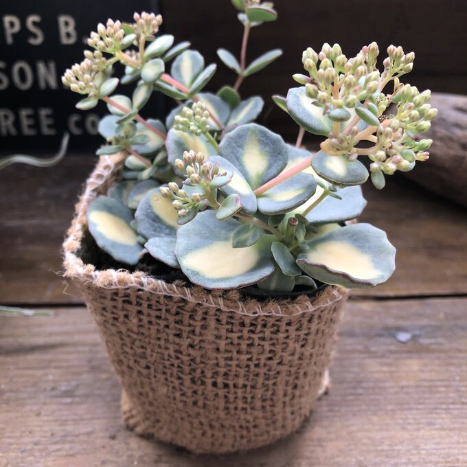 斑入りミセバヤ　希少　多肉植物　セダム　インテリア　ガーデニングのサムネイル